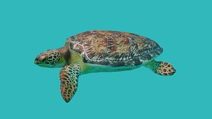 3D turtle sea model