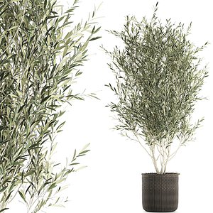 3D model decorative olive tree interior