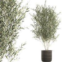 Olive tree for the interior in basket 652