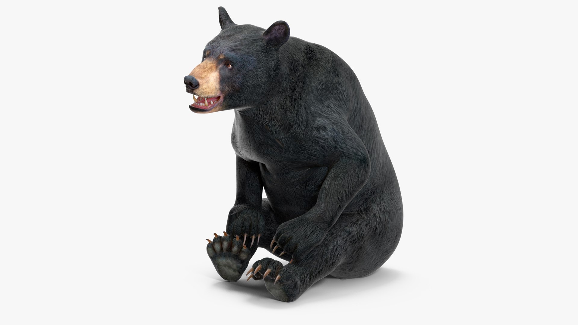 Black Bear Rigged for Cinema 4D 3D model preview