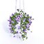 conjunto de petunia