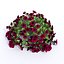 conjunto de petunia