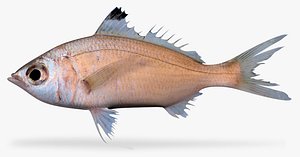 pacific flagfin mojarra ma