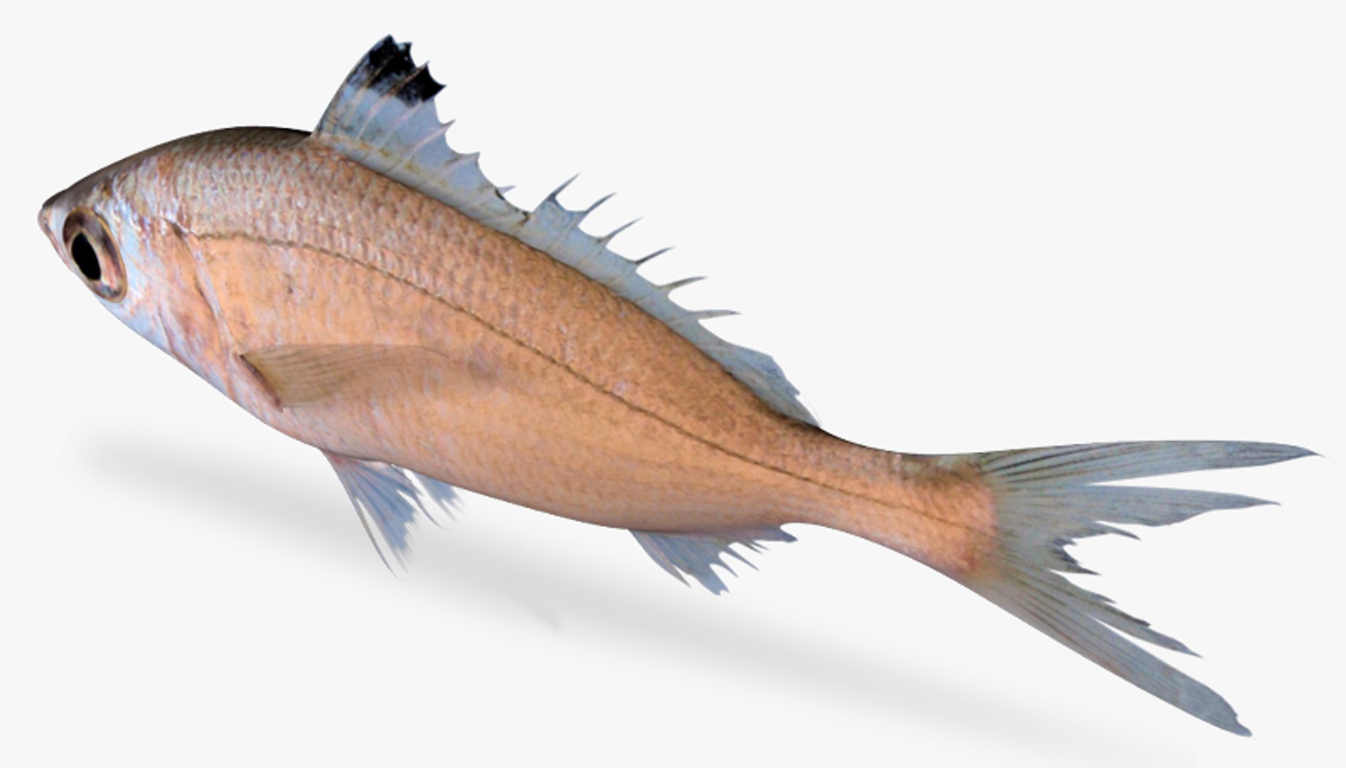 pacific flagfin mojarra ma