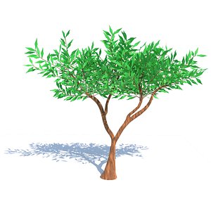 Tropical tree 3D model