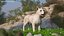 Mongrel Dog Cream Standard Pose