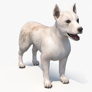 Mongrel Dog Cream Standard Pose