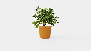 3D Citrus Calamondin model