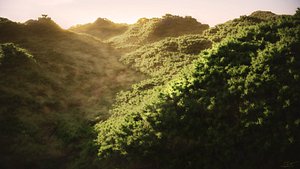 Forest Scene