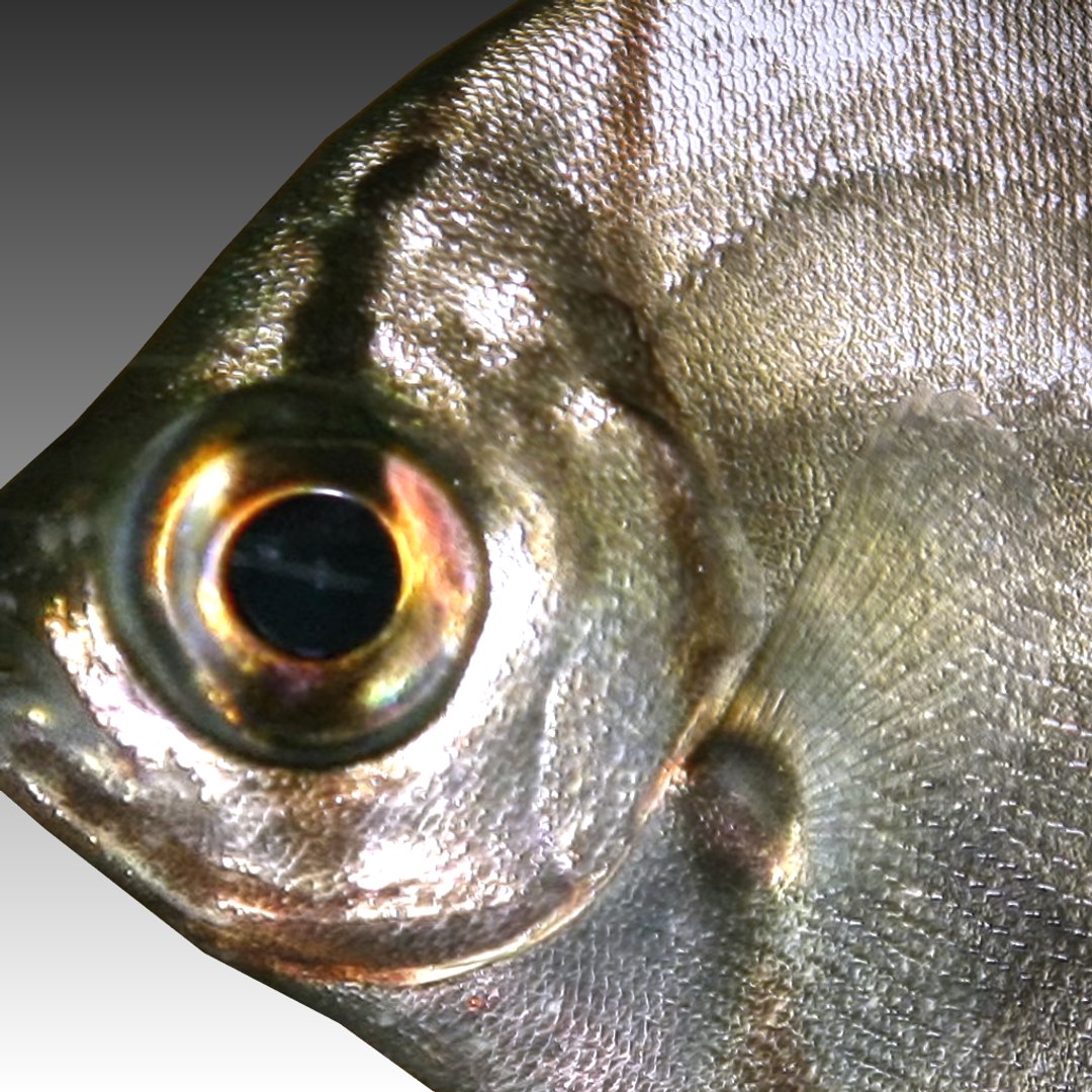 obj fish https://p.turbosquid.com/ts-thumb/NU/1uKWiK/JQiSrRK4/scr6/png/1252630511/1920x1080/fit_q87/bc492d1dfc52ebecf50f6c282e0b8b65672d0327/scr6.jpg