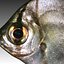 Pesce (1)