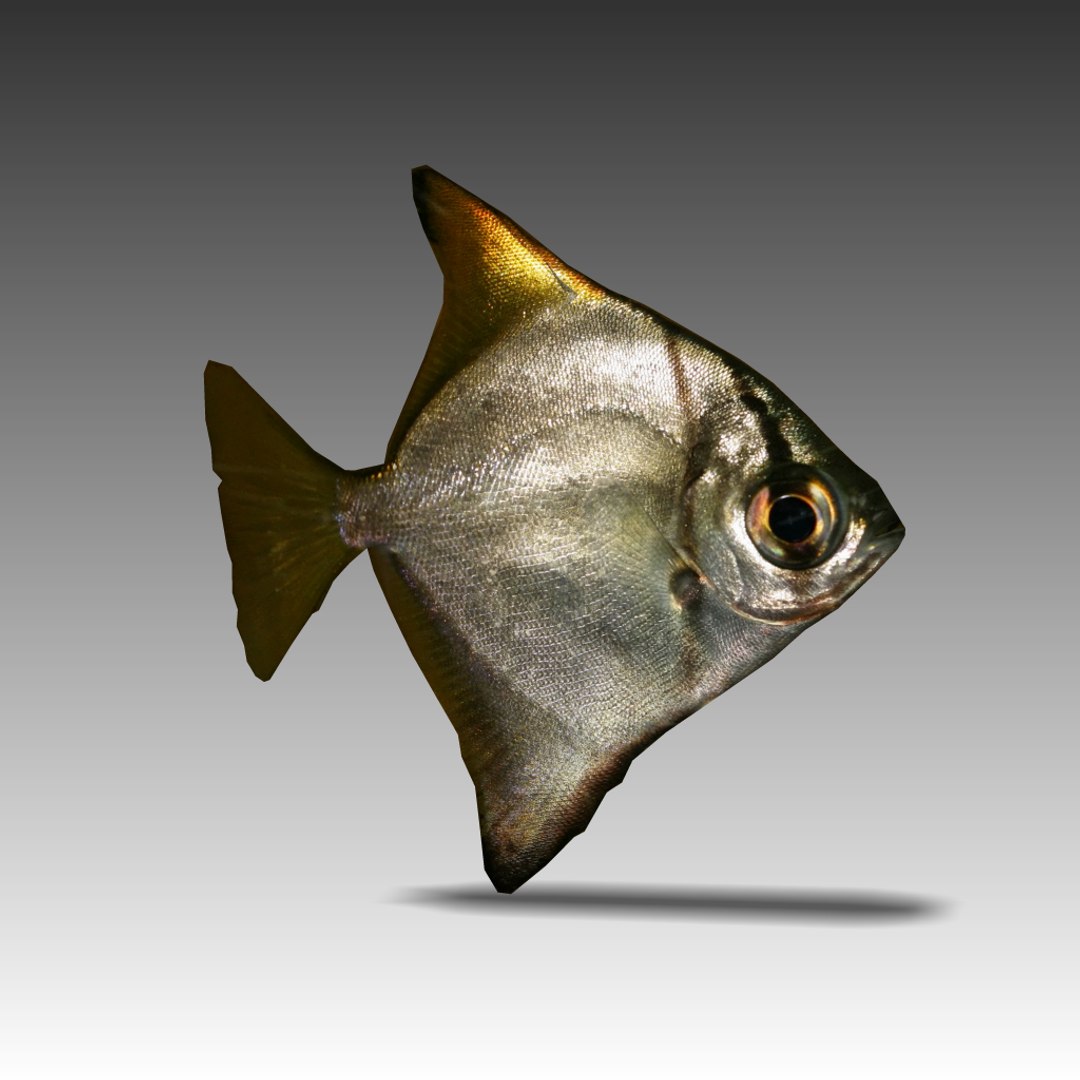 obj fish https://p.turbosquid.com/ts-thumb/NU/1uKWiK/XK8iKp7y/scr4/png/1252628177/1920x1080/fit_q87/6b98cfd17fe8cae5b477462cf690635357a8a4b7/scr4.jpg
