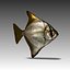 Pesce (1)