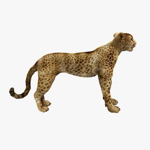 3d model cheetah rigged fur