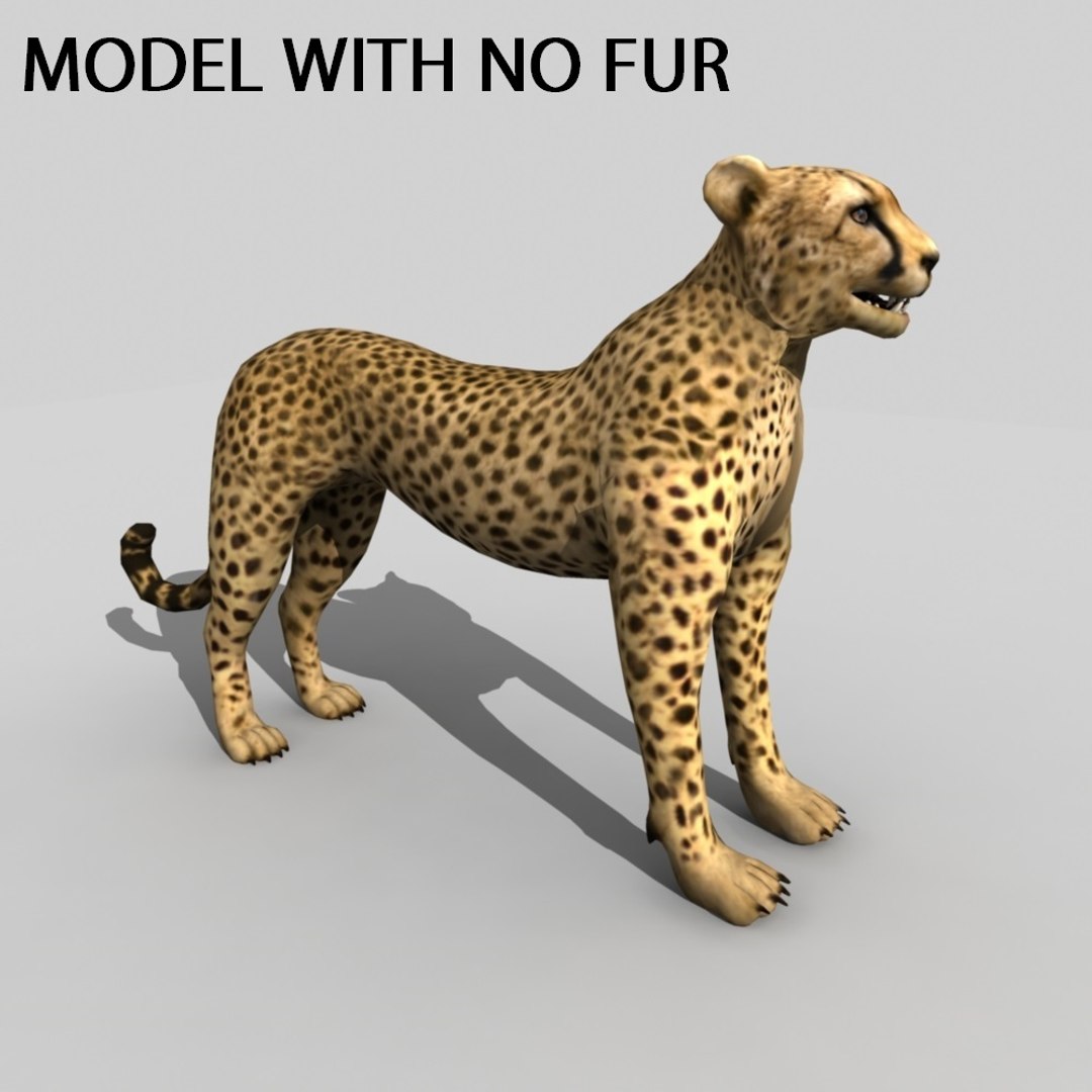 3d Model Cheetah Rigged Fur