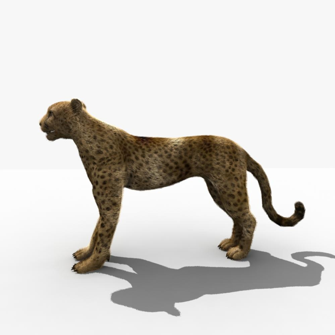 3d Model Cheetah Rigged Fur