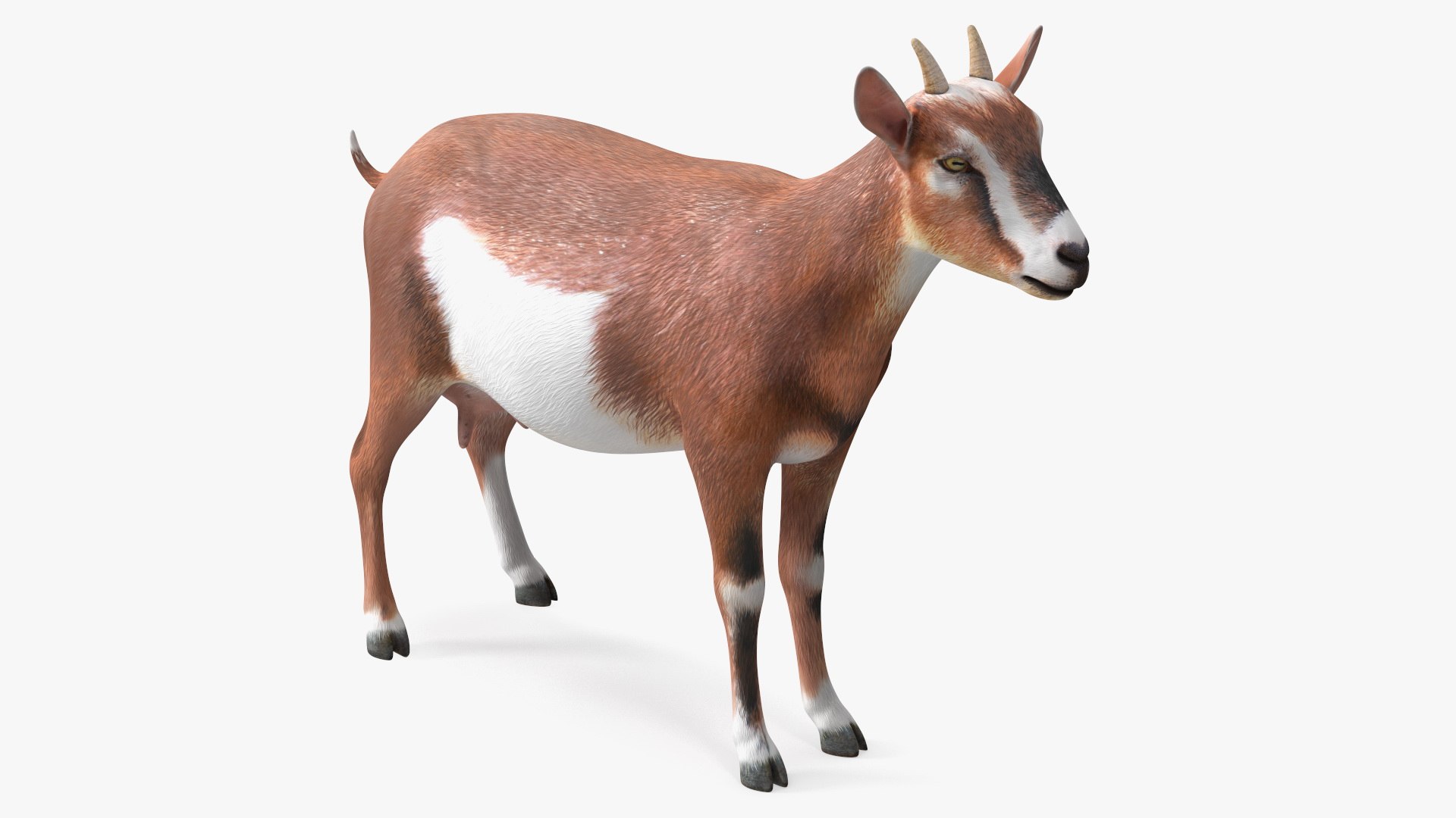 Dairy Goat Brown Rigged 3D - TurboSquid 1992126