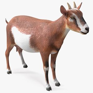 Dairy Goat Brown Rigged 3D