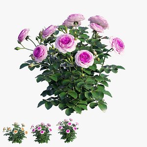 3D Queen Of Sweden Rose