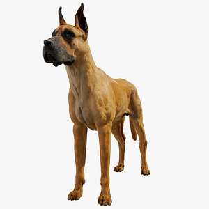 Great Dane Dog