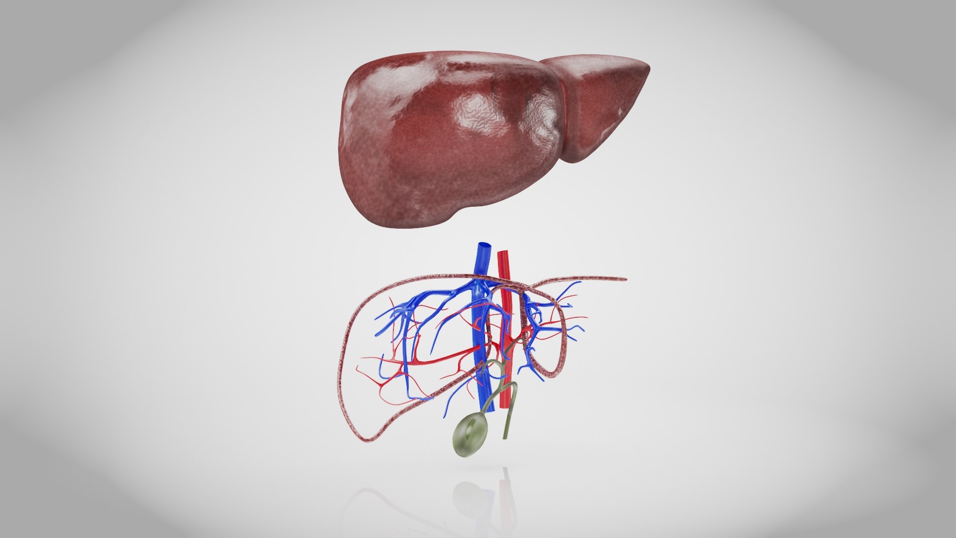 Healthy Liver model - TurboSquid 2132637