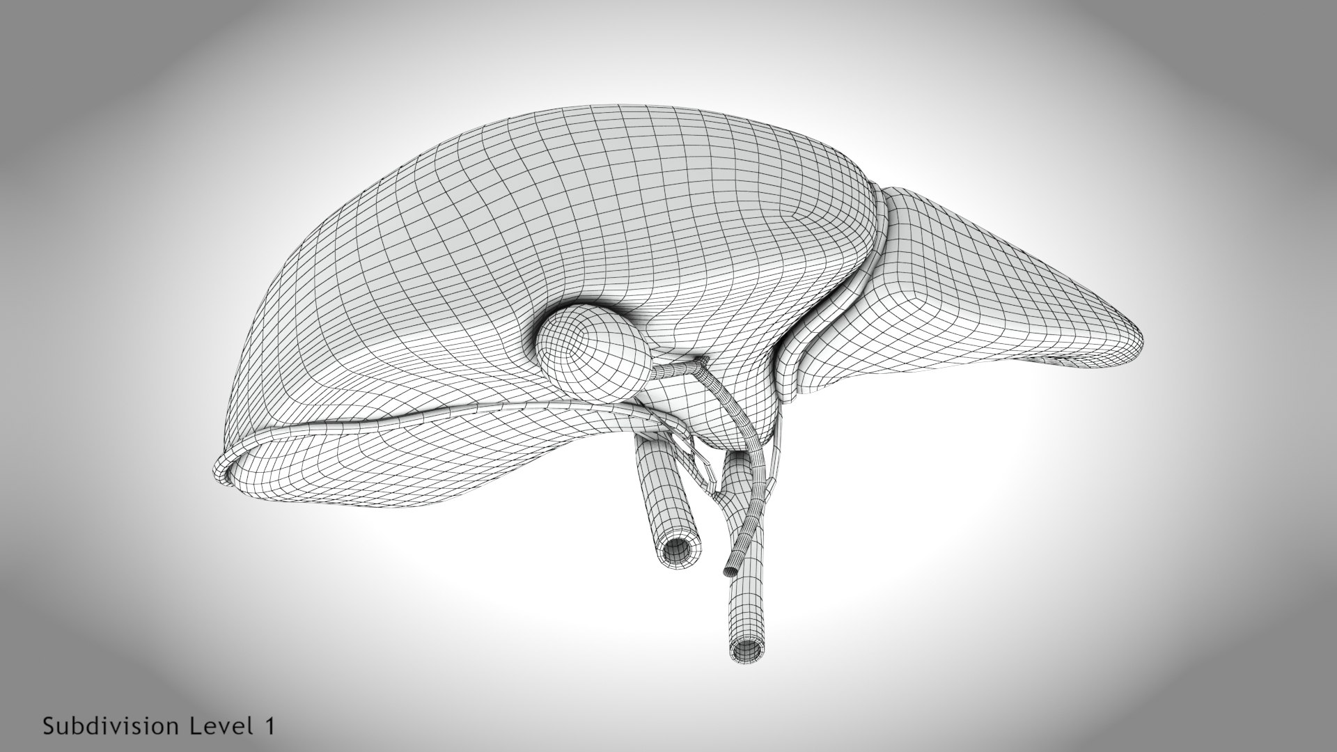 Healthy Liver model - TurboSquid 2132637
