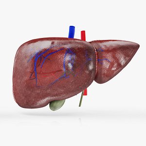 Healthy Liver model