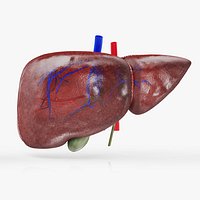 Healthy Liver
