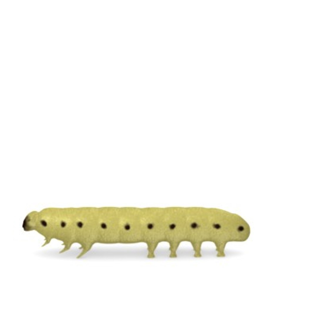 butterfly worm 3d model https://p.turbosquid.com/ts-thumb/NU/YDBhiM/xLzx9fYF/caterpillar5/jpg/1282761404/1920x1080/fit_q87/9d2f013455528a37abbe1c48d77f758b4417e6a0/caterpillar5.jpg