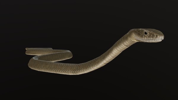 Snake black mamba 3D model - TurboSquid 1663446