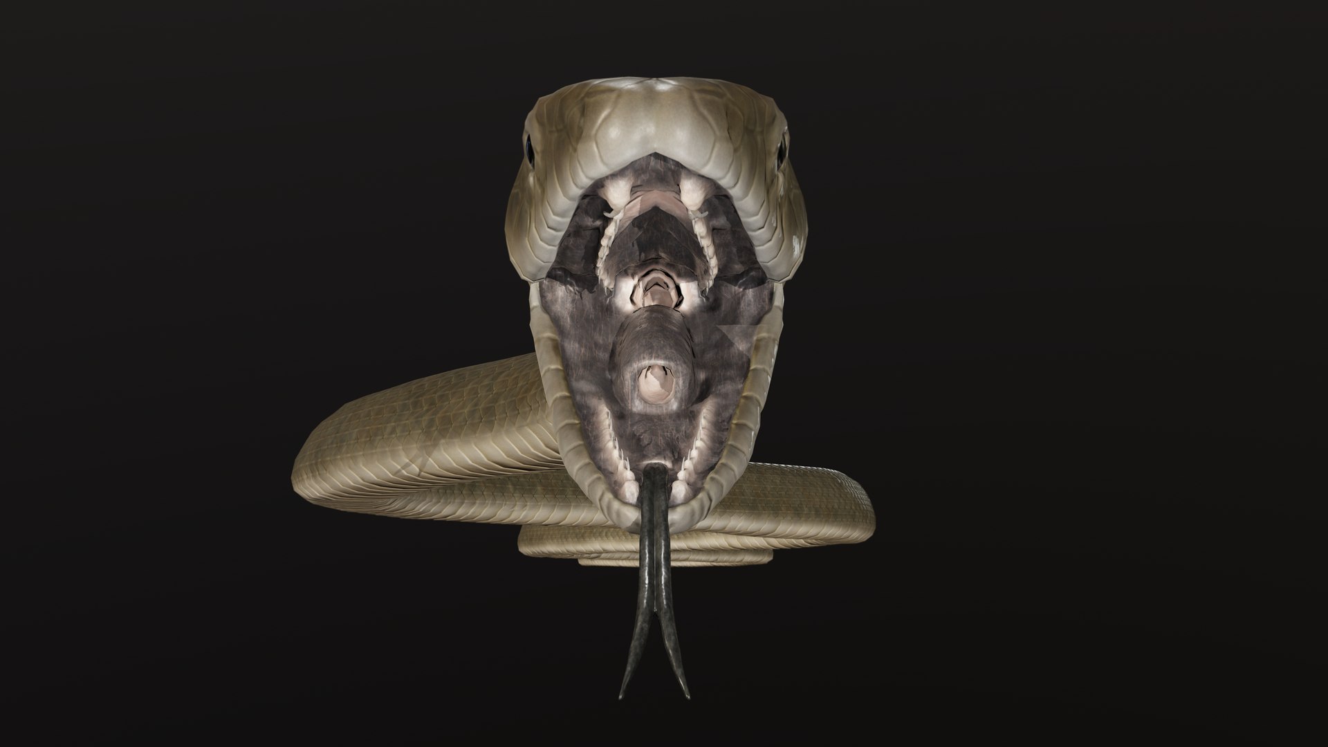snake black mamba 3D model https://p.turbosquid.com/ts-thumb/NU/qyIRnZ/kz/pres_6/png/1607799310/1920x1080/fit_q87/7b037e0824e7cf21cbdb48f48d6ef31b3f324868/pres_6.jpg