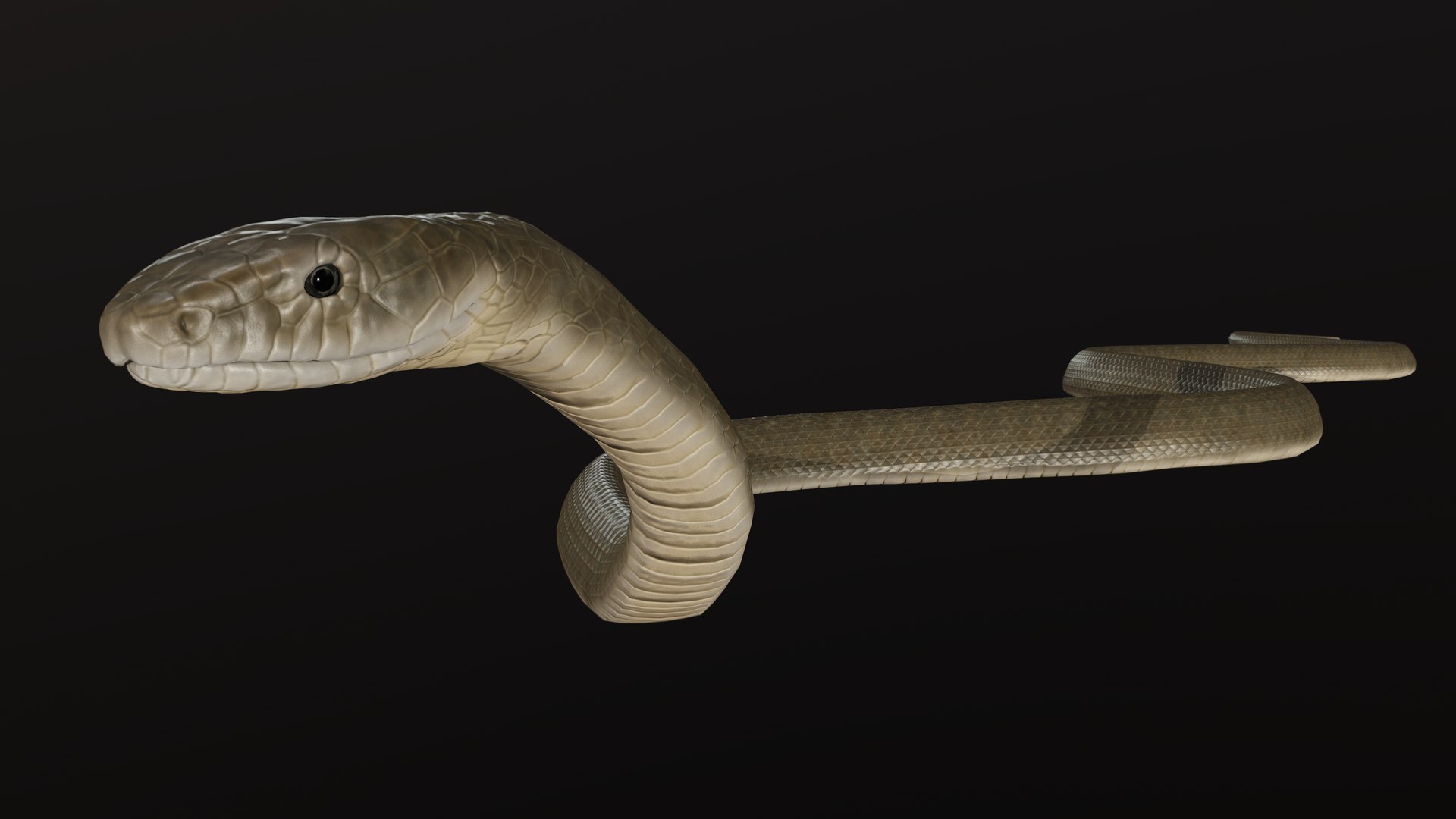 snake black mamba 3D model https://p.turbosquid.com/ts-thumb/NU/qyIRnZ/uX/pres_4/png/1607799310/1920x1080/fit_q87/bc052bc2f5601375bd10c131d908012ce53c0b92/pres_4.jpg