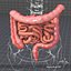 3d human large small intestines
