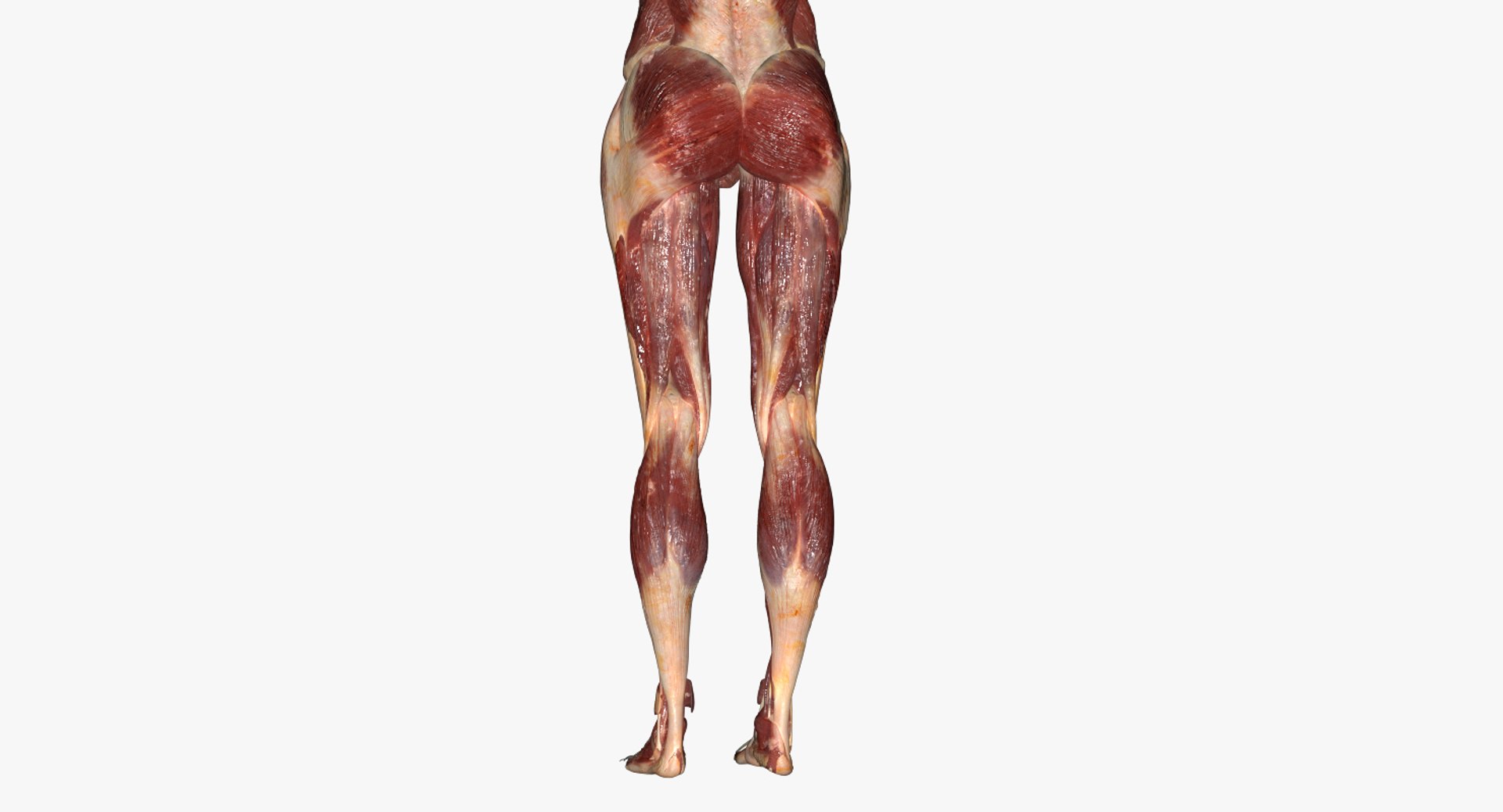 3D model muscular rig male - TurboSquid 1308983