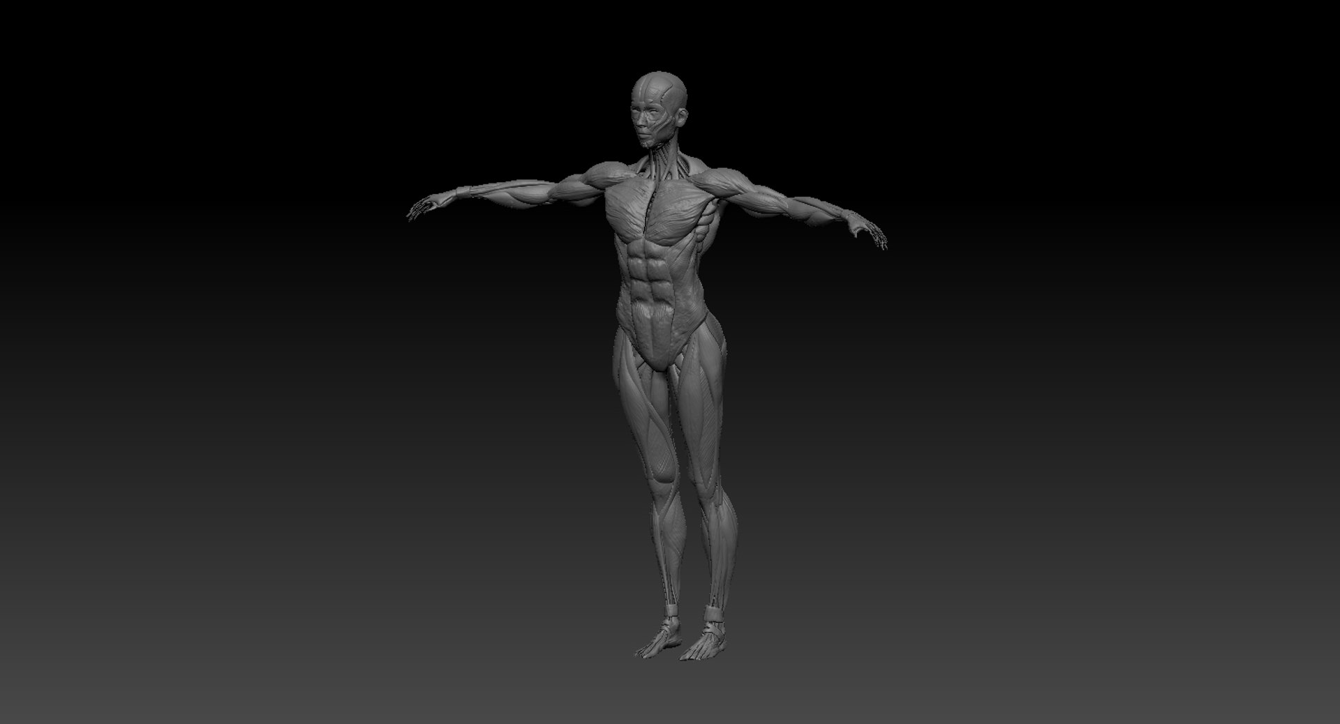 3D model muscular rig male - TurboSquid 1308983