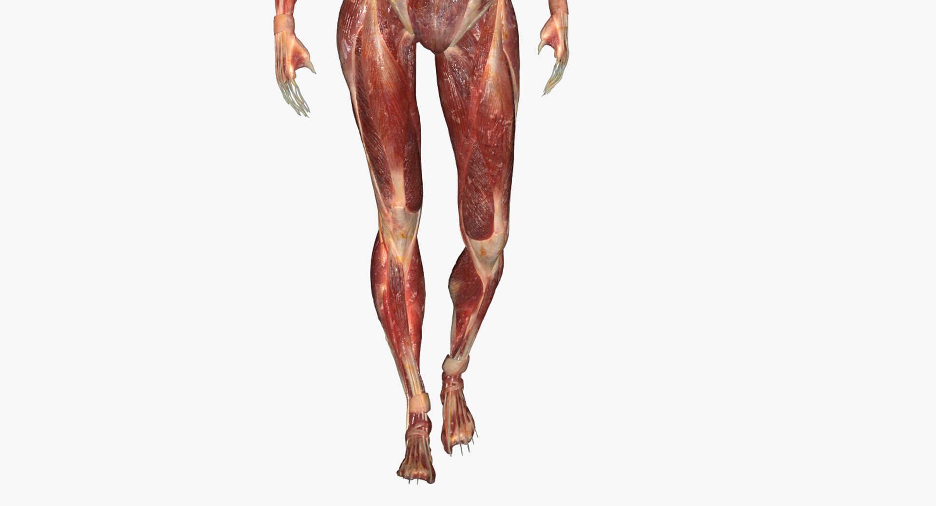 3D model muscular rig male - TurboSquid 1308983