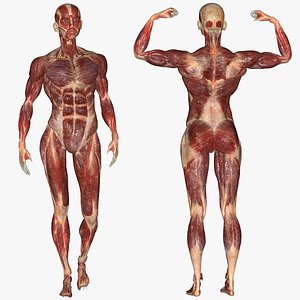 Male Muscular Anatomy (Rigged)