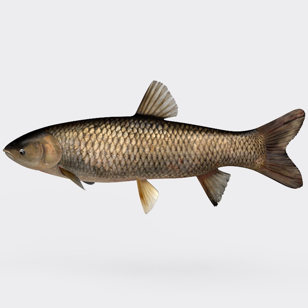3ds max grass carp https://p.turbosquid.com/ts-thumb/NV/iRuP58/2d8kJimB/gc_007/jpg/1355079908/1920x1080/fit_q87/9e77860fa95a24df70c1a5f2c7dde354d2de3469/gc_007.jpg