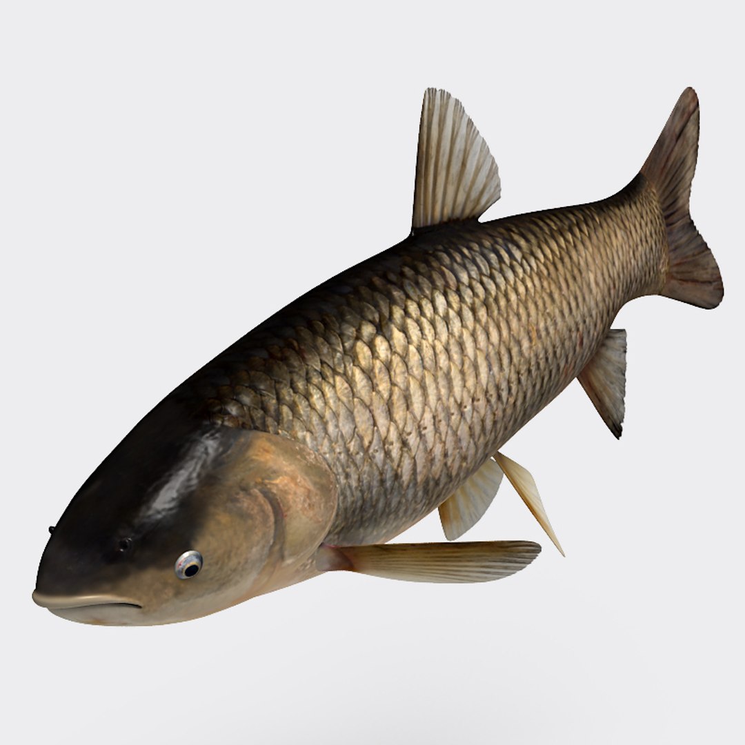 3ds max grass carp https://p.turbosquid.com/ts-thumb/NV/iRuP58/7VWywPIm/gc_010/jpg/1355079908/1920x1080/fit_q87/f204a429a050806e5d79108594a45aaa3171ed98/gc_010.jpg