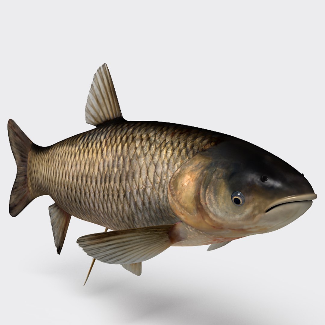3ds max grass carp https://p.turbosquid.com/ts-thumb/NV/iRuP58/9zvPwYlM/gc_002/jpg/1355079907/1920x1080/fit_q87/fbbe1a982a3b830bc74d495be5cddafcdb640c9c/gc_002.jpg
