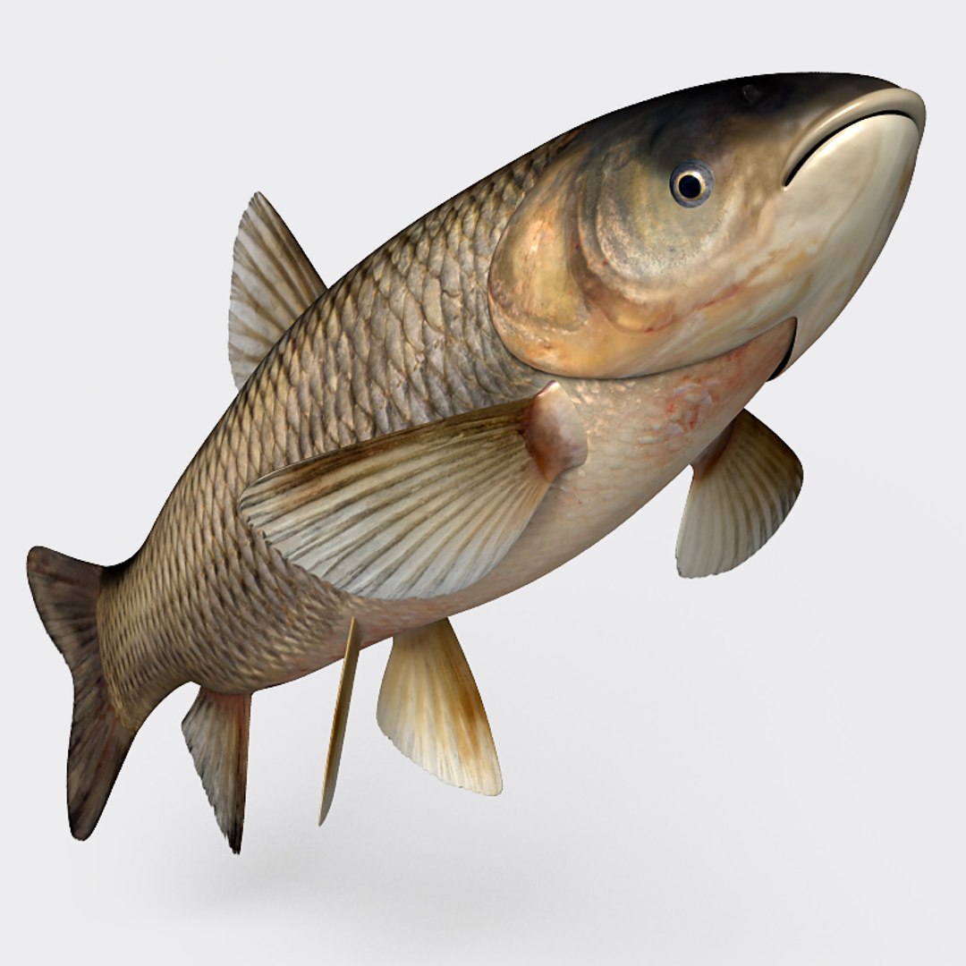 3ds max grass carp https://p.turbosquid.com/ts-thumb/NV/iRuP58/ARXLdMLR/gc_005/jpg/1355079908/1920x1080/fit_q87/c788db289362fa536ea886e58a0488f1a086b3e1/gc_005.jpg