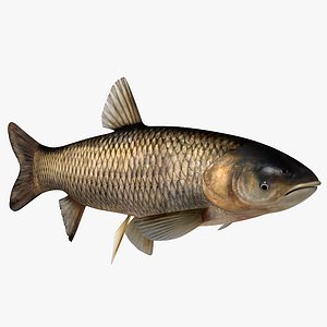 Grass Carp