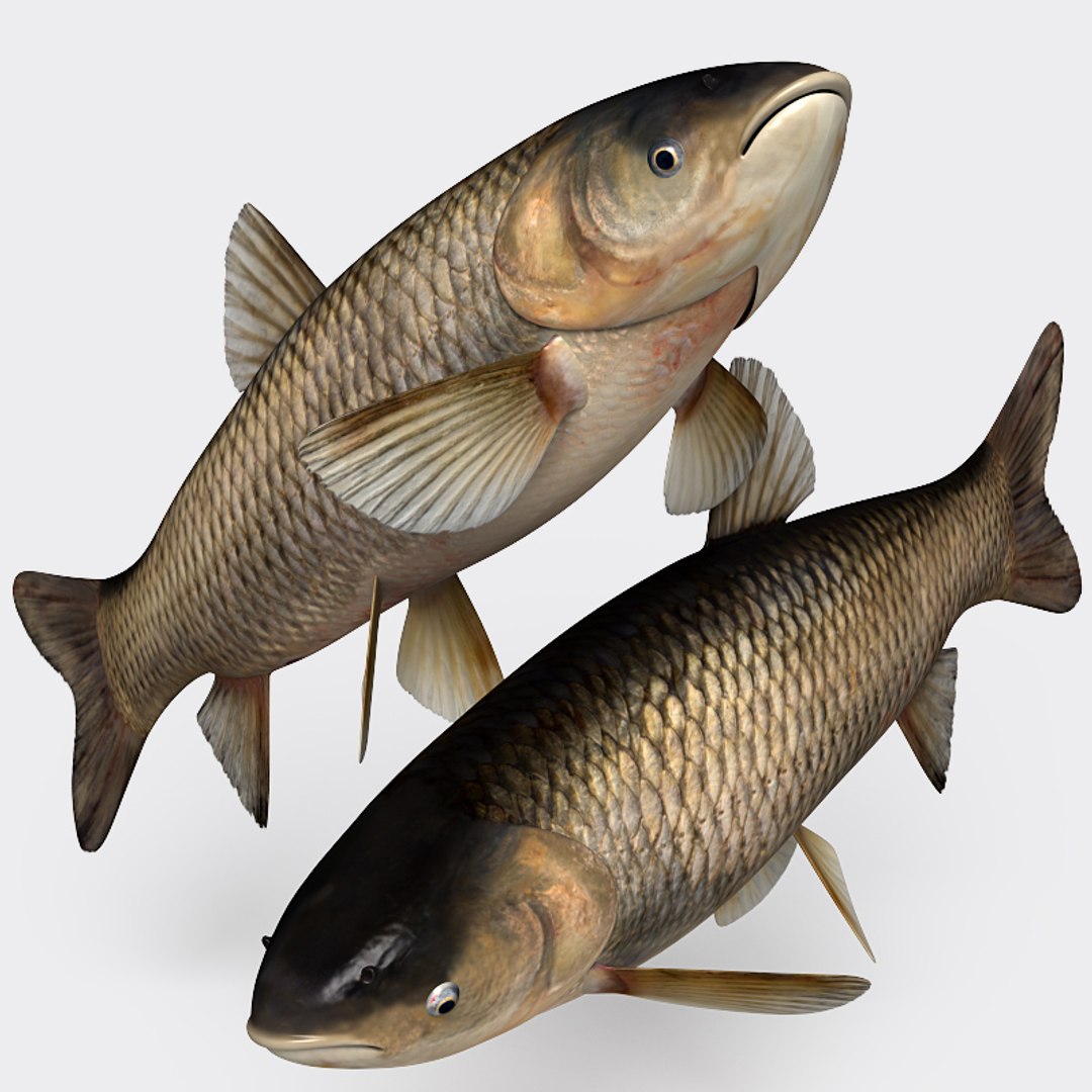 3ds max grass carp https://p.turbosquid.com/ts-thumb/NV/iRuP58/RlHnQTS1/gc_013/jpg/1355079908/1920x1080/fit_q87/a08a5c71b31964260c1cb4567662a35e730c38c8/gc_013.jpg