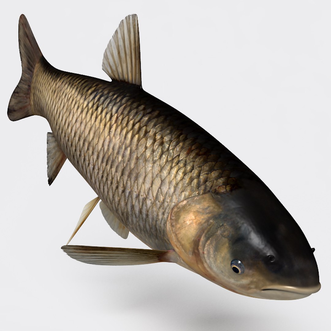 3ds max grass carp https://p.turbosquid.com/ts-thumb/NV/iRuP58/Tt3o3e7I/gc_004/jpg/1355079908/1920x1080/fit_q87/46d90b63244983ebc3743958aa2bd2fa8a745dc1/gc_004.jpg