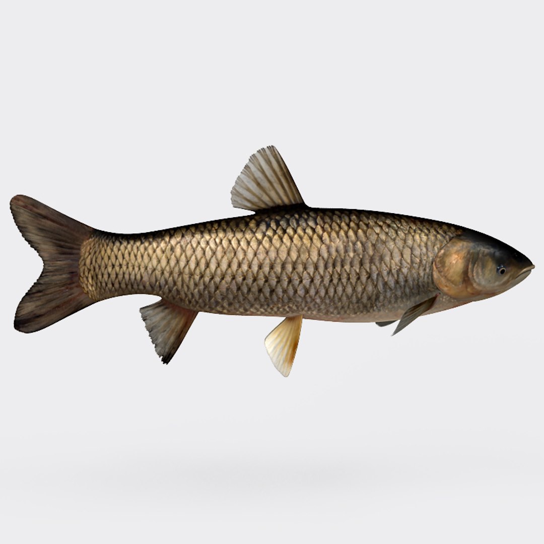 3ds max grass carp https://p.turbosquid.com/ts-thumb/NV/iRuP58/cOSxrsQZ/gc_006/jpg/1355079908/1920x1080/fit_q87/e2a1244f2581811fd24762de36b06ea20927cc4b/gc_006.jpg