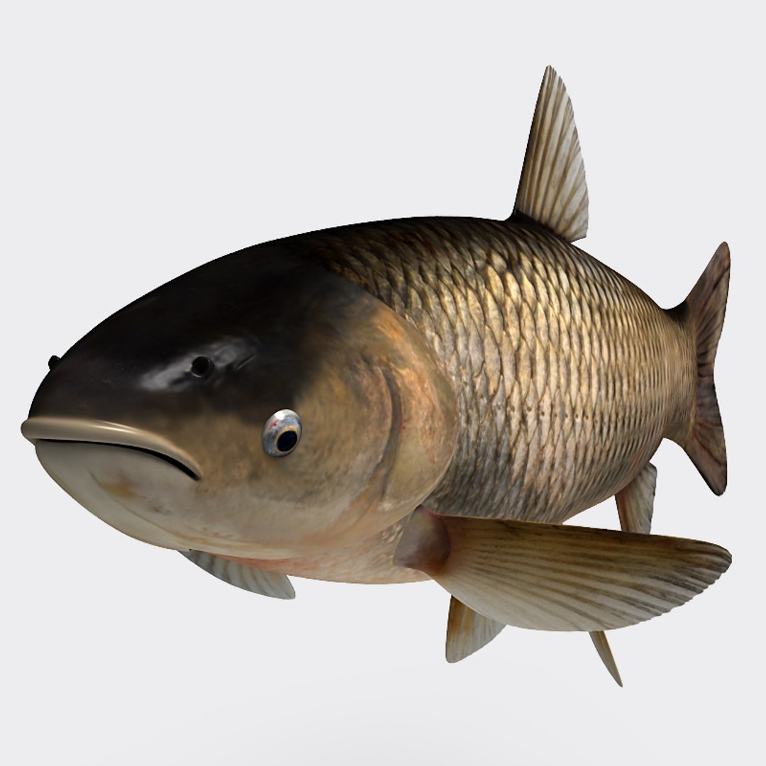 3ds max grass carp https://p.turbosquid.com/ts-thumb/NV/iRuP58/fEdzkun4/gc_012/jpg/1355079908/1920x1080/fit_q87/5861b2b296a59426dbd1cc7231f820a41deff639/gc_012.jpg