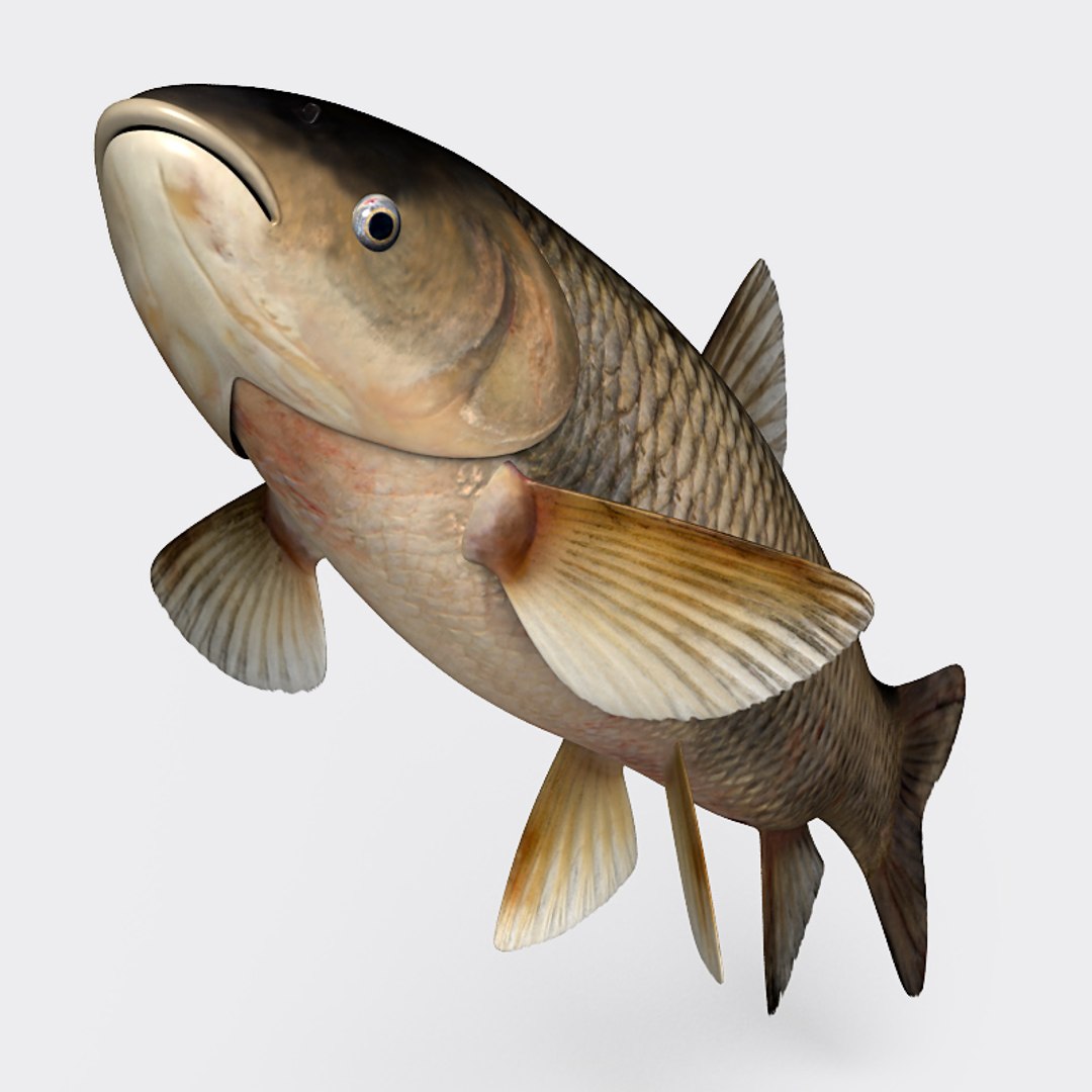 3ds max grass carp https://p.turbosquid.com/ts-thumb/NV/iRuP58/hVISEAf1/gc_011/jpg/1355079908/1920x1080/fit_q87/75ec205cf25ba5b7e926b7df24f9c79292a665ea/gc_011.jpg