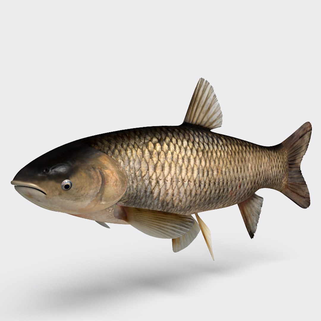 3ds max grass carp https://p.turbosquid.com/ts-thumb/NV/iRuP58/lyy0XK5z/gc_008/jpg/1355079908/1920x1080/fit_q87/4f4201cd3282c28c89e1cbdd3b1b2c38c600922d/gc_008.jpg