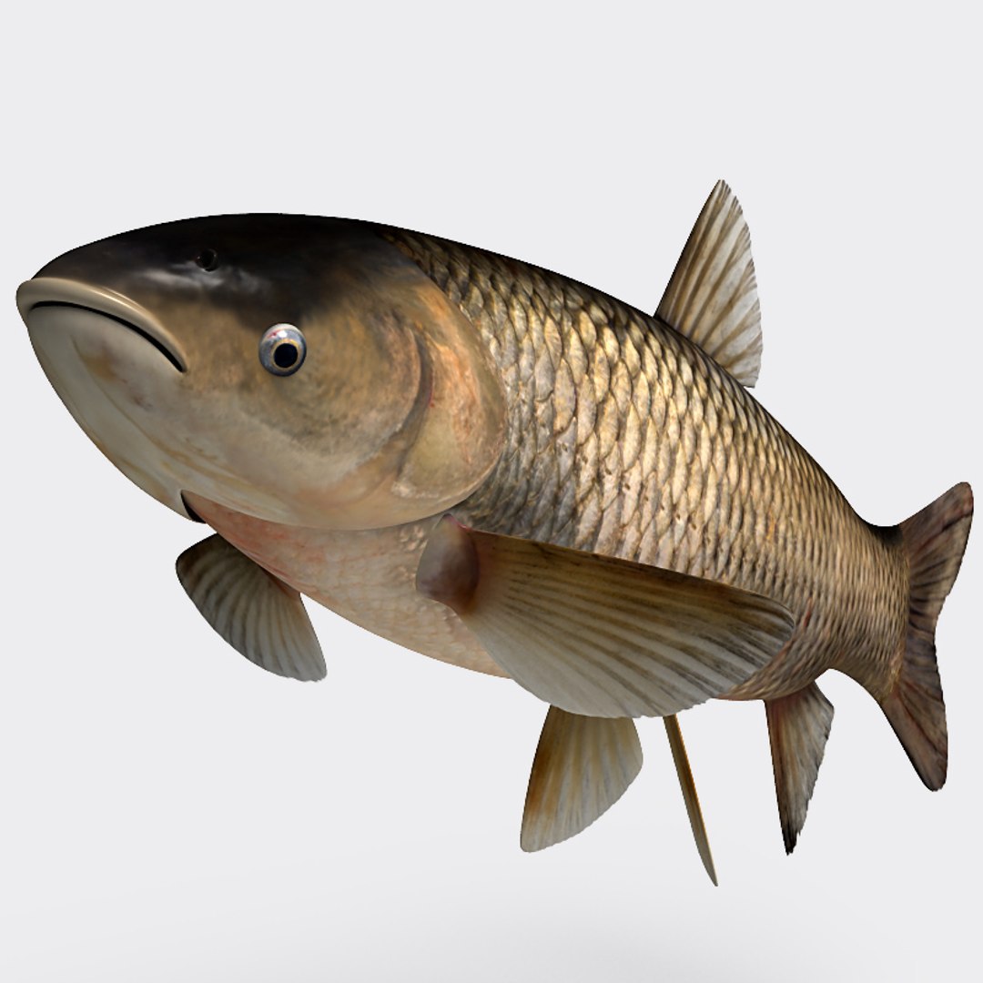 3ds max grass carp https://p.turbosquid.com/ts-thumb/NV/iRuP58/rkyTjQbc/gc_009/jpg/1355079908/1920x1080/fit_q87/23974d85e90cff7a8c7c37365f4c2f256eec2755/gc_009.jpg