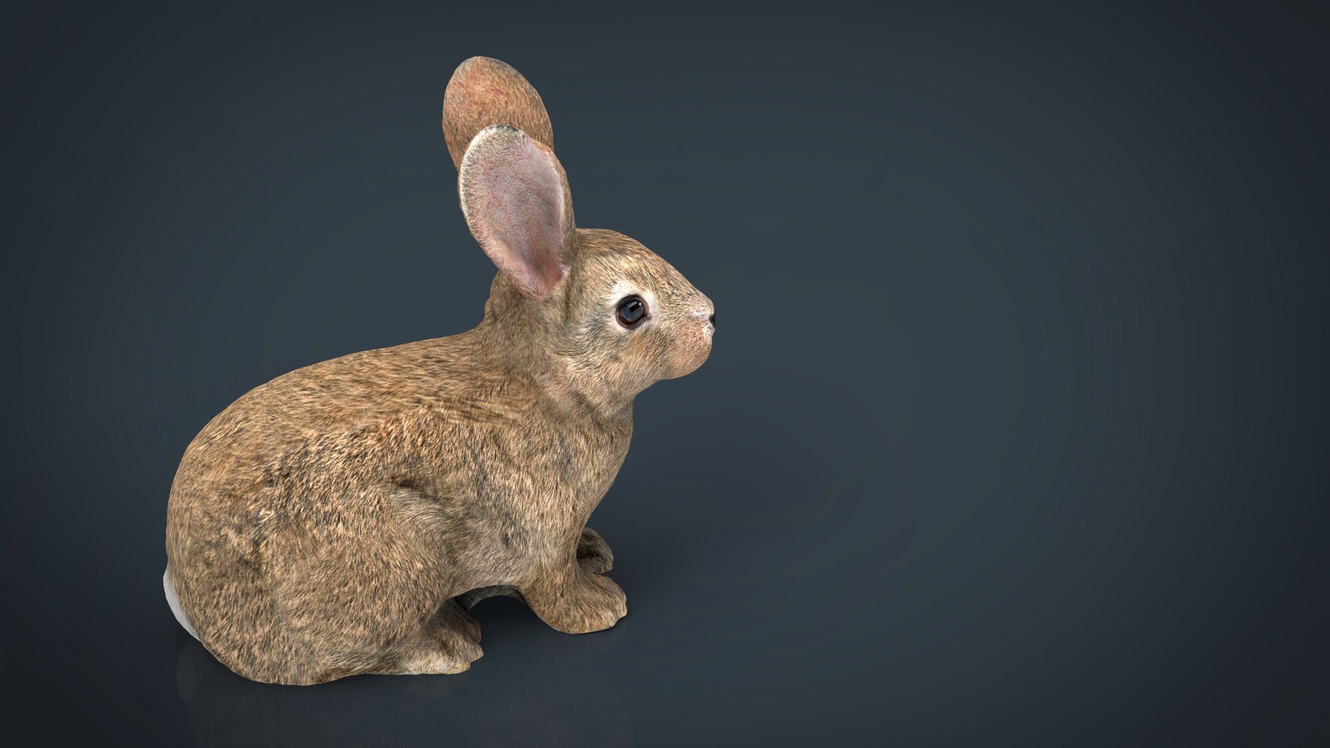 Bunny 3. Заяц STL. Кролик модель. Кролик 3д модель. Кролик 3d модель.